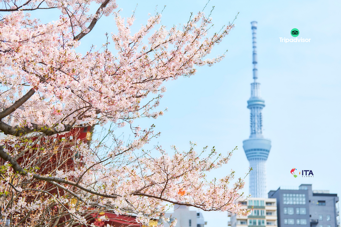 Our Unforgettable Family Journey to Japan with ITA Global