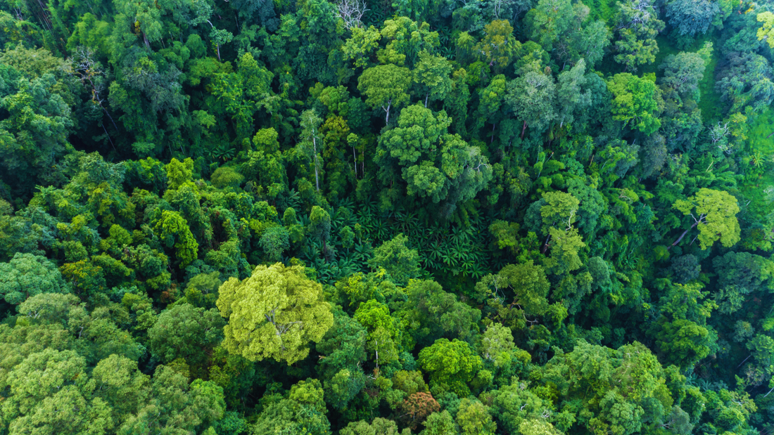 Why Millionaires Are Turning to Alternative Assets Like Timber
