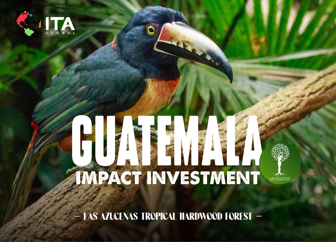 WHY EVERY INVESTOR SHOULD INVEST IN TROPICAL TIMBER