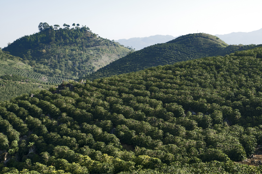 Invest with Purpose: Explore Timber Opportunities in Guatemala