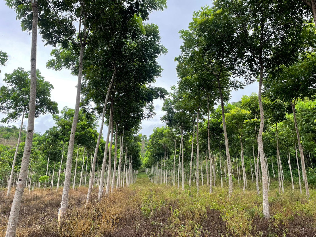 From Forest to Marketplace: How Technology Is Changing Access to One of the World's Oldest Real Assets