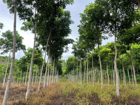 From Forest to Marketplace: How Technology Is Changing Access to One of the World's Oldest Real Assets