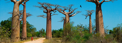 Africa