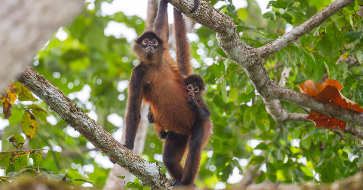 Monkey Island - Gatun Lake Adventure W/ Gourmet Buffet Lunch