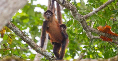 Monkey Island - Gatun Lake Adventure W/ Gourmet Buffet Lunch